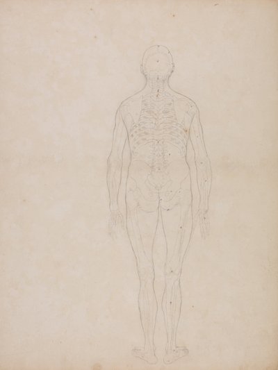 A Comparative Anatomical Exposition of the Structure of the Human Body with that of a Tiger and a Cow by George Stubbs